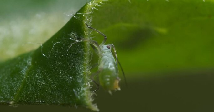 Green aphid sucks the sap from a leaf.A very small insect with proboscis sucks the sap from a plant. Italy. 