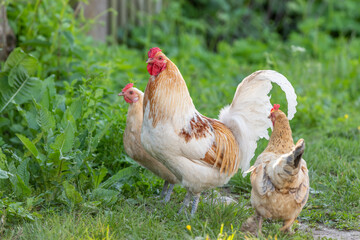 Rooster and hens on an educational farm in the countryside.