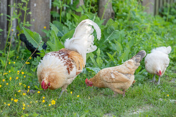 Rooster and hens on an educational farm in the countryside.