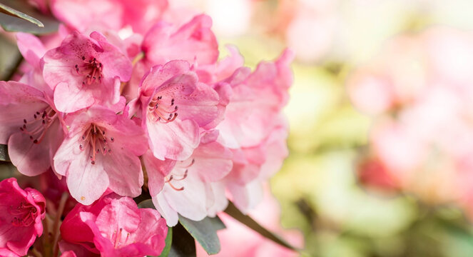 Close-up of the bloom. Pink azalea flowers in summer on a sunny day. Buds and inflorescences on a green background. A copy of the text space.