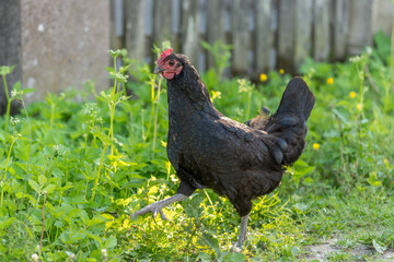 Black hen in an educational farm in the countryside.