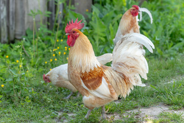 Rooster and hens on an educational farm in the countryside.