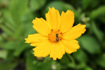 bee on yellow flower