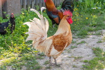 Rooster on an educational farm in the countryside.