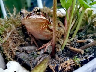 frog on the ground