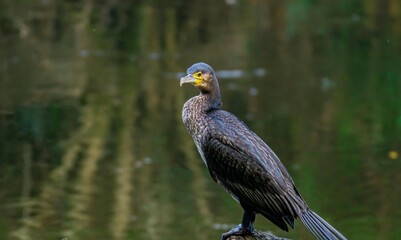 Cuervo marino en un humedal de Galicia