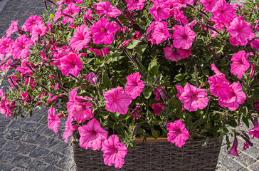 Pink petunia flowers in wicker basket