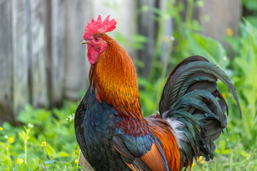 Rooster on an educational farm in the countryside.