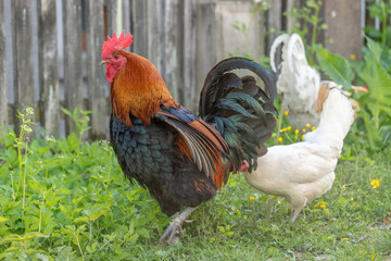 Rooster and hens on an educational farm in the countryside.