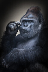 A powerful male gorilla holds his hand to his mouth - obrazy, fototapety, plakaty