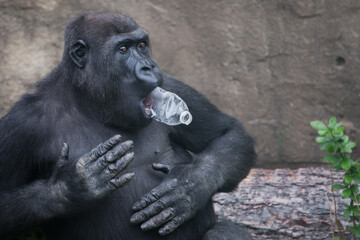 A gorilla monkey with a plastic bottle beats himself - 437301693