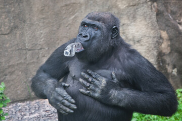 Gorilla and plastic, gorilla holds a bottle in its mouth