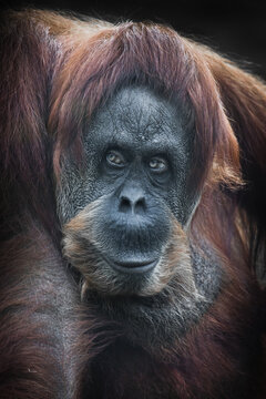Sly orangutan red-haired orangutan displeased looking
