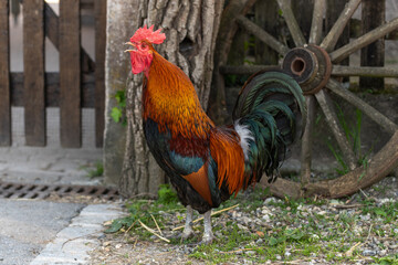 Rooster crowing loudly on an educational farm in the countryside.