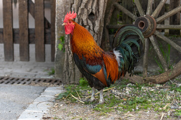Rooster on an educational farm in the countryside.