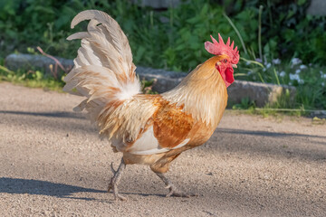 Rooster on an educational farm in the countryside.