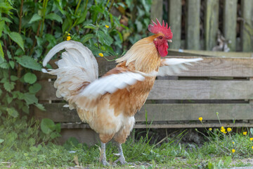 Rooster on an educational farm in the countryside.