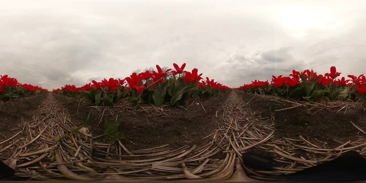 360VR video Tulip fields in Lisse, nearby Keukenhof, North Holland, Netherlands
