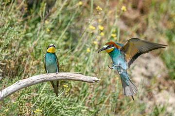European bee-eaters in courtship display in spring.