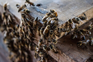 Cajón de abejas
