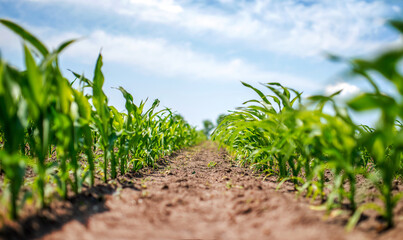 Corn field. Agricultural concept
