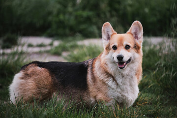 Worlds smallest shepherd dog. Pembroke tricolor Welsh Corgi stands in park on green grass and smiles with its mouth wide open and its tongue hanging out.