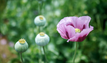 Poppy field. Agricultural concept