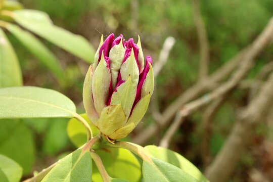 A budding Rhododendron plant 