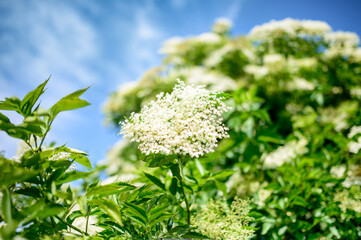 Elderberry flowers