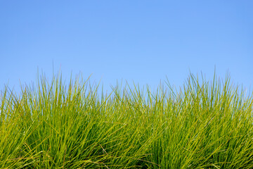 Green energy concept, Close up young grass grass on meadow in spring with blue clear sky as backdrop, Nature pattern background.
