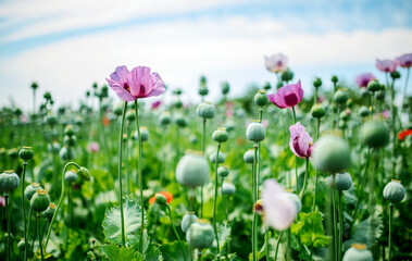 Poppy field. Agricultural concept