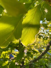 leaves of a tree