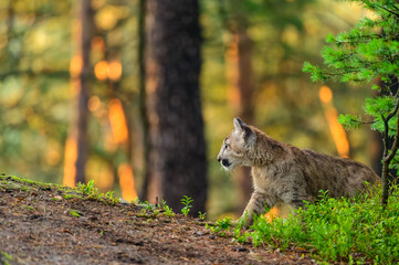 Naklejka na ściany i meble The cougar (Puma concolor) in the forest at sunrise. Young beast.