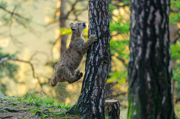 The cougar (Puma concolor) in the forest at sunrise. Young beast.