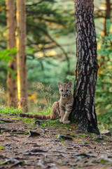 The cougar (Puma concolor) in the forest at sunrise. Young beast.
