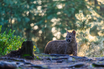 The cougar (Puma concolor) in the forest at sunrise. Young beast.