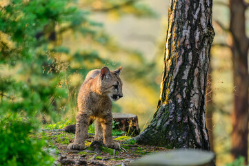 The cougar (Puma concolor) in the forest at sunrise. Young beast.