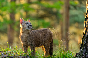 The cougar (Puma concolor) in the forest at sunrise. Young beast.