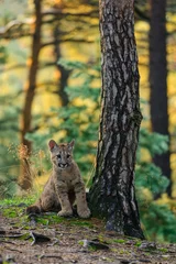 Fototapeten The cougar (Puma concolor) in the forest at sunrise. Young beast. © Jan Rozehnal