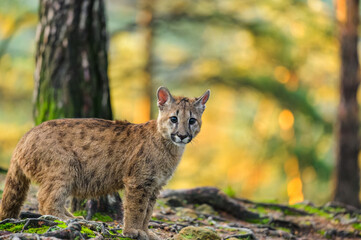 The cougar (Puma concolor) in the forest at sunrise. Young beast.