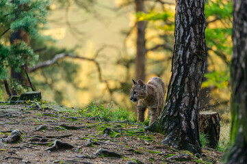 The cougar (Puma concolor) in the forest at sunrise. Young beast.