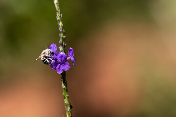 Eine Biene sitzt auf einer lila Blüte.
