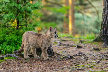 The cougar (Puma concolor) in the forest at sunrise. Young beast.