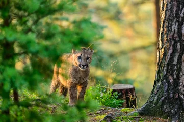 Poster Im Rahmen The cougar (Puma concolor) in the forest at sunrise. Young beast. © Jan Rozehnal
