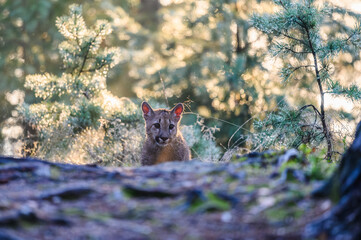 The cougar (Puma concolor) in the forest at sunrise. Young beast.