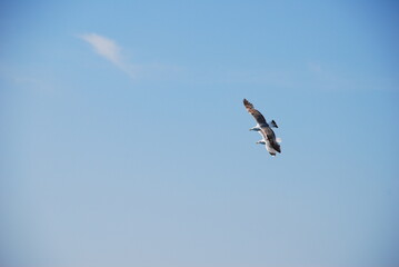 Seagulls flying in the sky.