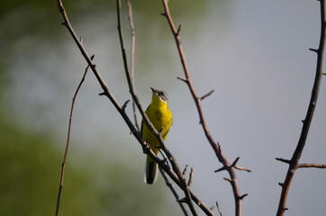 yellow wagtail on a tree