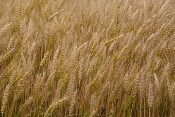 Close up of wheat ready for harvesting
