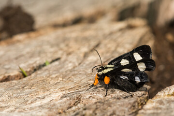 Eight-spotted Forester (Alypia octomaculata)