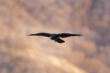 Common raven  in the Rhodope mountains.European nature. Winter wildlife. Bird watching in Bulgaria....